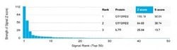 GTF2IRD2 Antibody (PCRP-GTF2IRD2-1B4) - Azide and BSA Free, Novus Biologicals